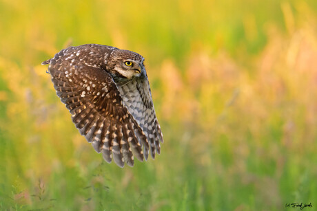 Little Owl