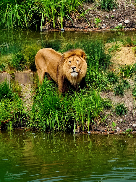 Lion King Amsterdam