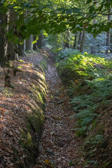 Greppel in het bos