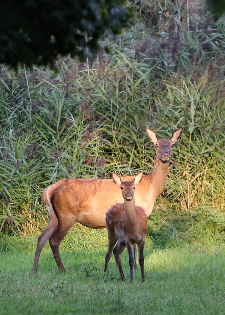 Mama en bambi