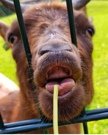 Geitje met sprietje