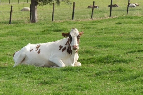 P1290878   Rustgevende  Ochtend sfeer  Maasland   Ken ik jou al 25 sept 2025  