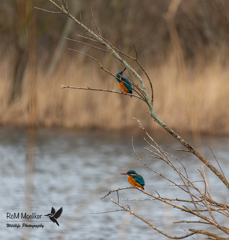 De IJsvogels.