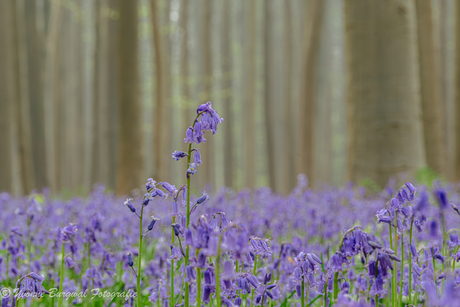 Boshyacint op de uitkijk 