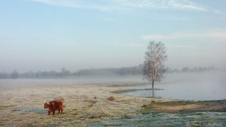 Rijp en mist winter 2014