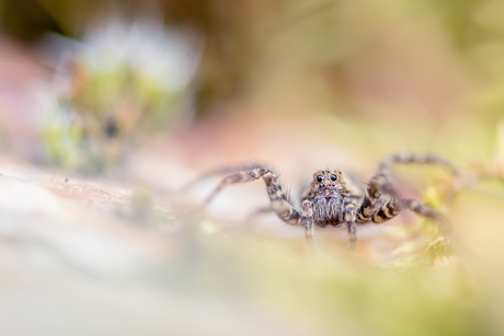 Onverwachte ontmoeting