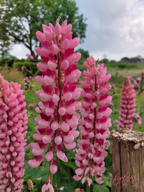 Lupines