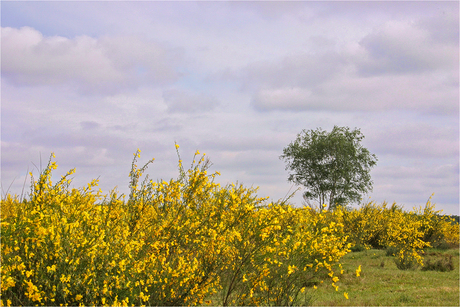 Bussummerheide