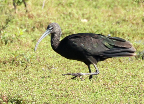 zwarte ibis