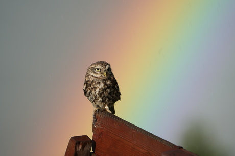 Steenuiltje met regenboog 