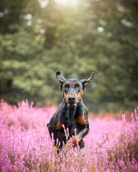 Chia in de heidebloemen 