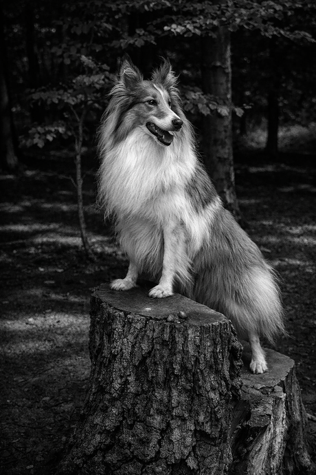 Bosportret hond Sheila