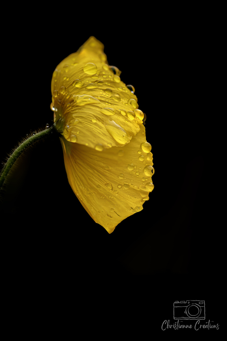 Golden Stillness