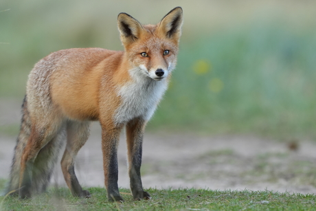 Vosje in de duinen