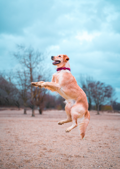 happy dog