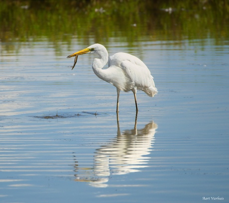 Grote zilverreiger 
