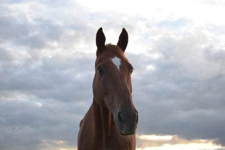 Paard & the sky