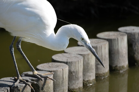 Kleine Zilverreiger op jacht