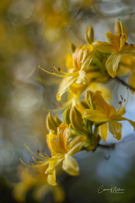 Pontische azalea 