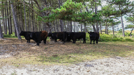 Even de koelte op zoeken.