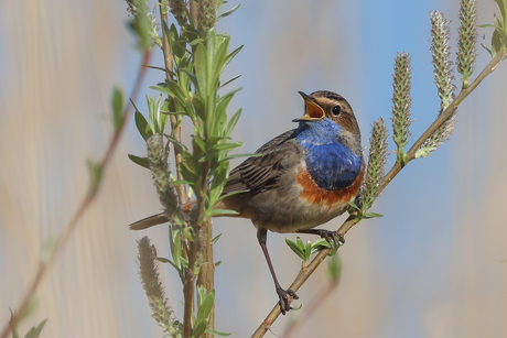 Blauwborst 