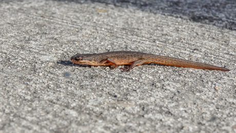 kleine water Salamander