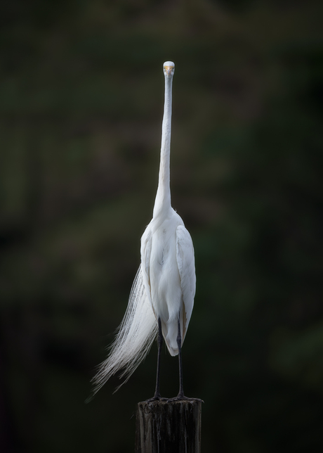 Great Egret look