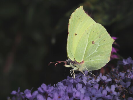 Citroenvlinder op Vlinderstruik.