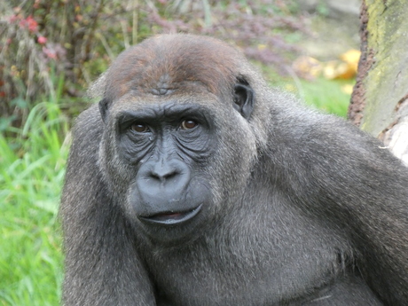 Gorilla  