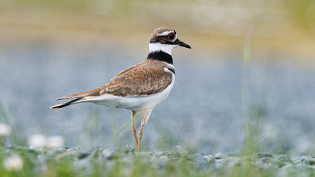 Killdeerplevier