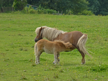 Ponypaardje met veulentje