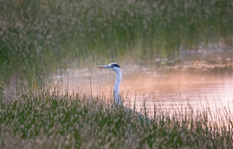 Reiger in vroege ochtend 