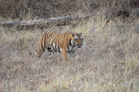 tijger in India