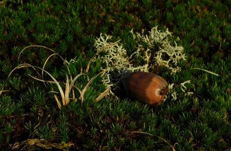 Stilleven in de natuur