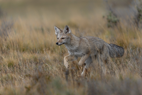 Patagonische vos (Lycalopex griseus)