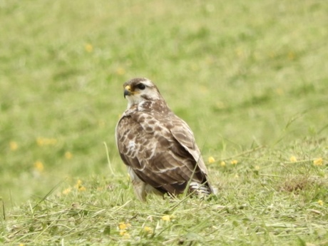 Buizerd houdt alles in de gaten
