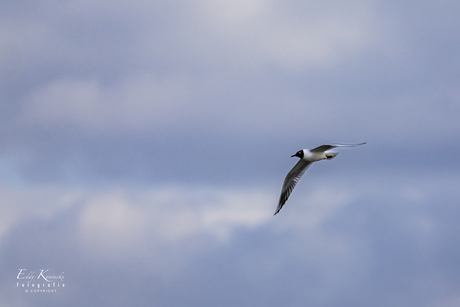 Kokmeeuw Larus ridibundus