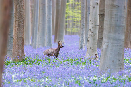 Ree tussen de boshyacinten in het Hallerbos