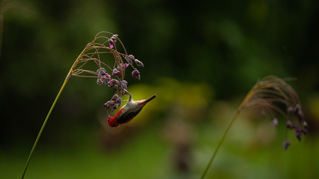De Sulawesidwerghoningeter
