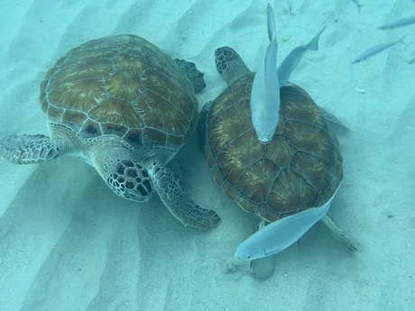 Spelende zeeschildpadden 