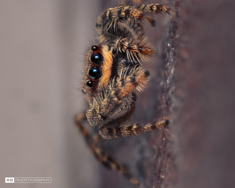 Jumping spider