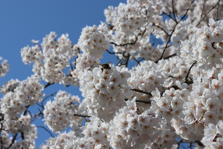 Een hommel zoekt eten 