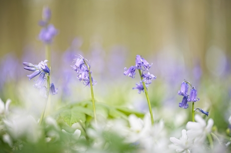 Boshyacinthen tussen de bosanemonen