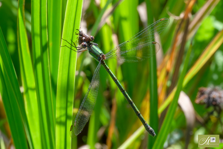 Houtpantserjuffer met mormel