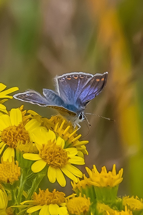 Icarus blauwtje