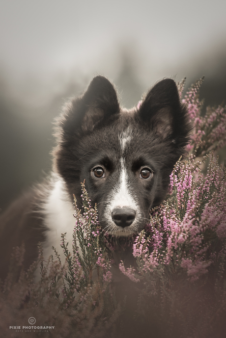 Border Collie puppy op de paarse heide