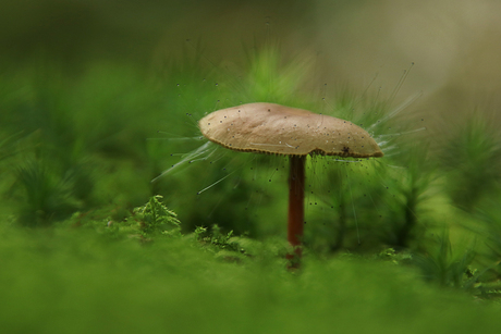 Magie in het bos