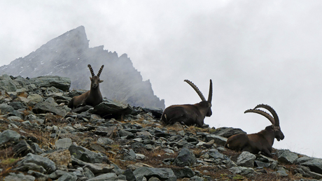 Alpen steenbokken in het hooggebergte