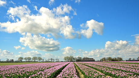 Altijd mooi