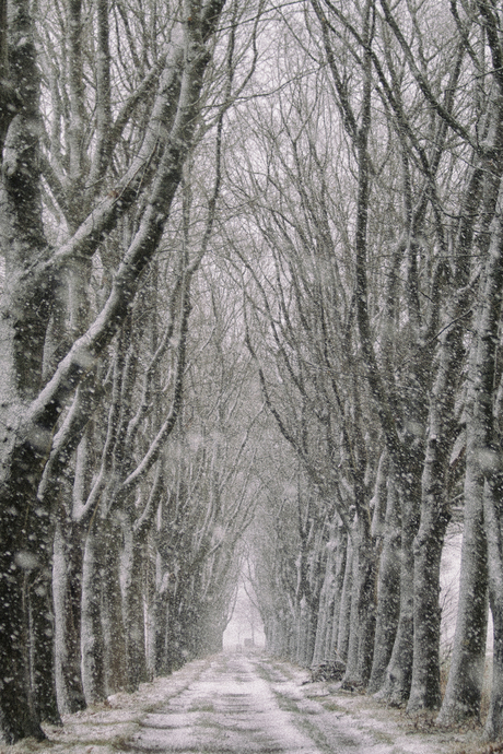 Laan in sneeuwbui